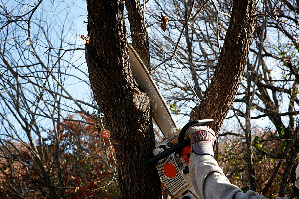 Best Fruit Tree Pruning  in Marcus, IA